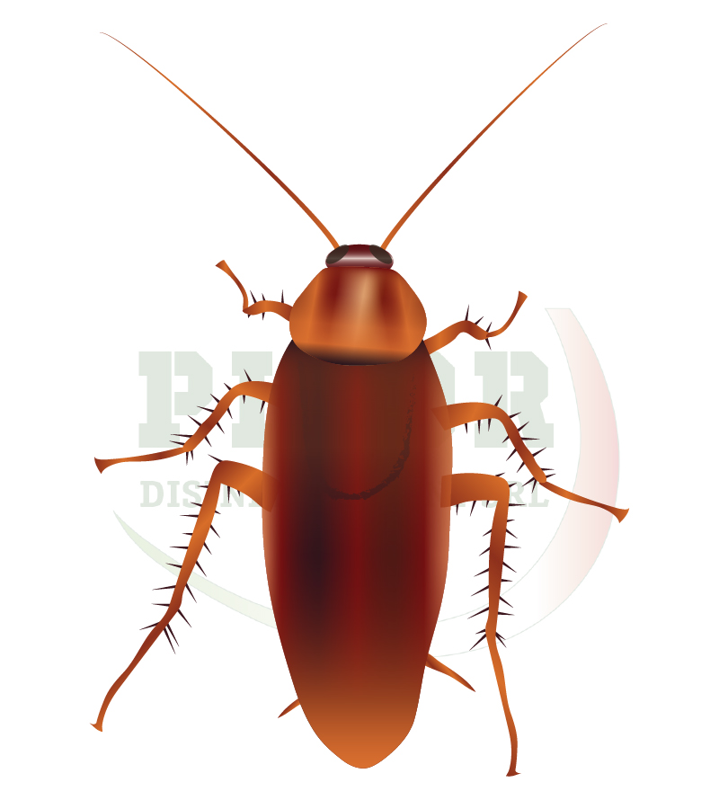 Disinfestazione Blattella americana